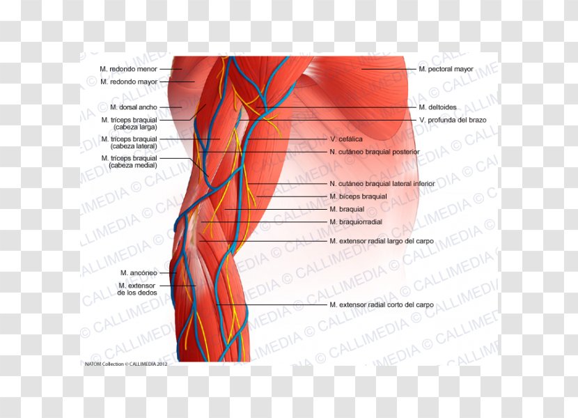 Forearm Elbow Muscle Anatomy - Frame - Arm Transparent PNG