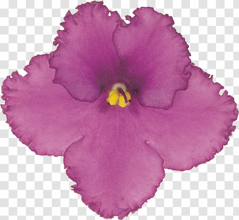 Clip Art - Violet - Flower Ps Material Transparent PNG