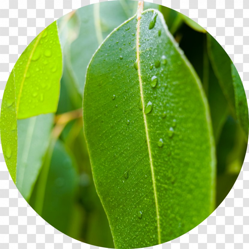 Eucalyptus Globulus Leaf Stock Photography Natural Gum Essential Oil - Gumleaf Transparent PNG