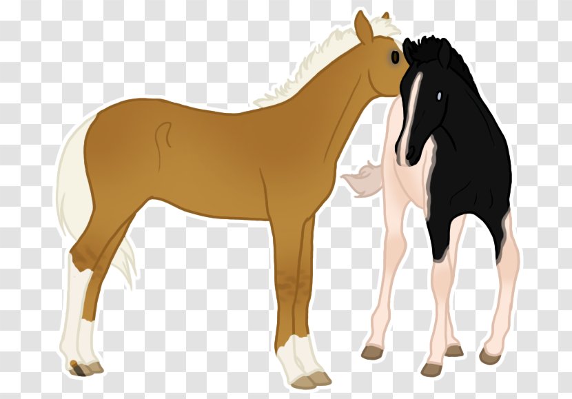 Mustang Foal Stallion Colt Mare - Halter Transparent PNG