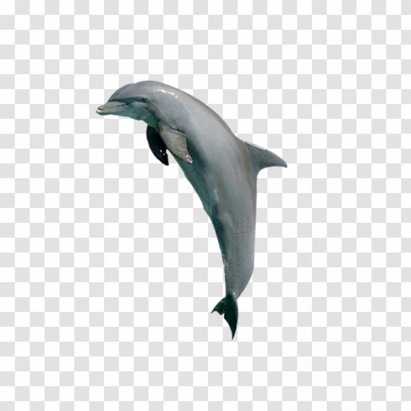 Tucuxi Common Bottlenose Dolphin Porpoise Killer Whale - Animal - Animals Dolphins Transparent PNG