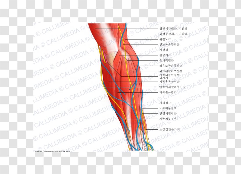 Hand Nerve Muscle Forearm Anatomy - Tree Transparent PNG