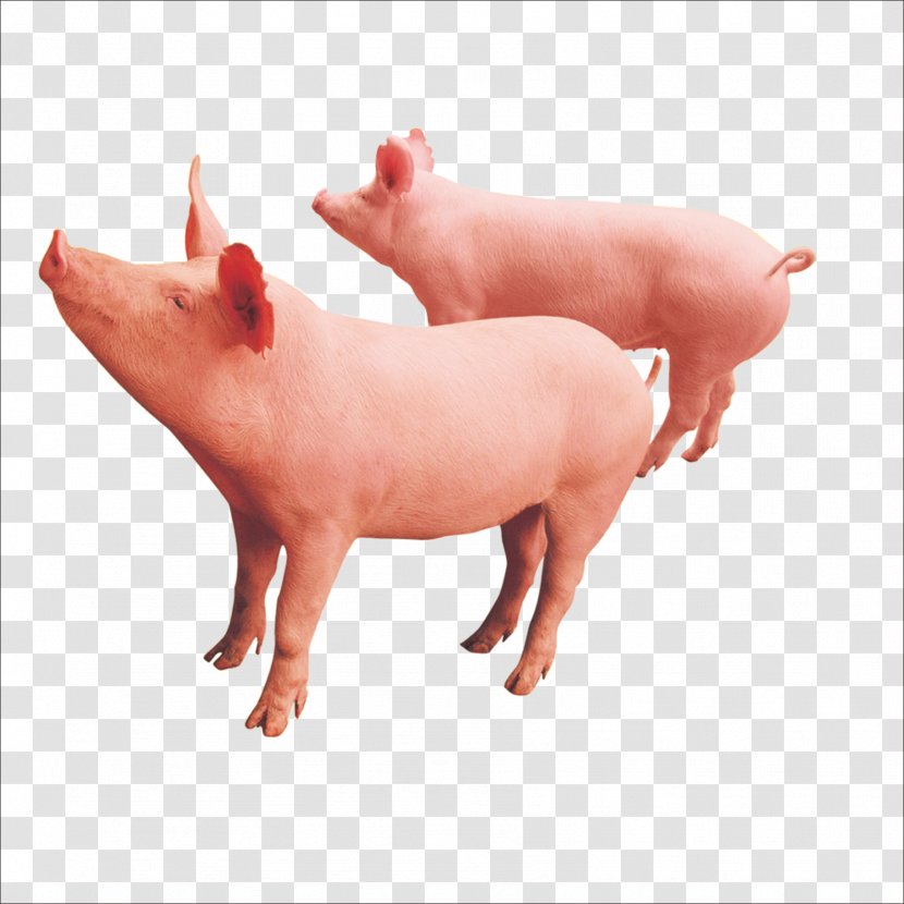Livestock Download - Pig Like Mammal Transparent PNG