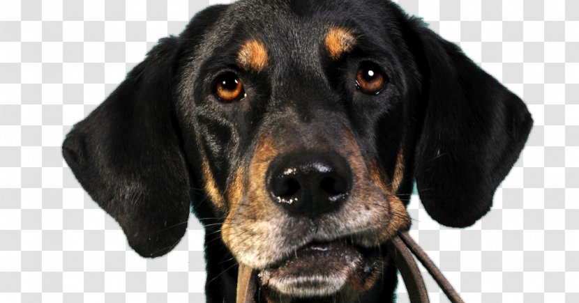 Cat German Shepherd Golden Retriever Leash Dog Training - Treeing Walker Coonhound - Lead Transparent PNG