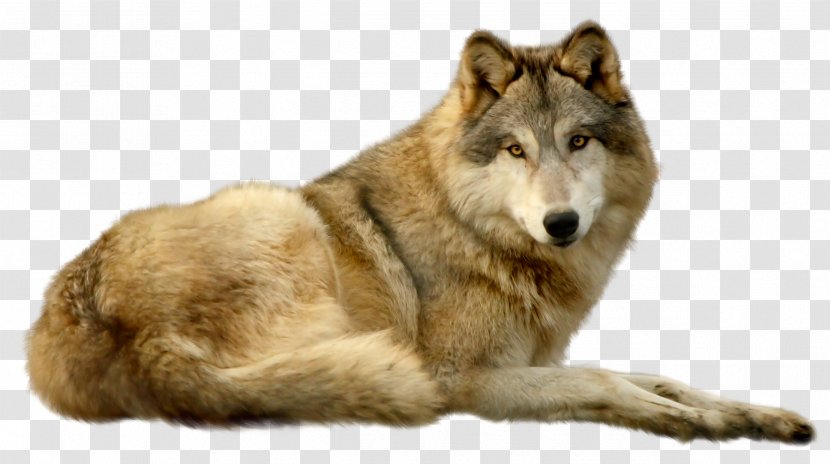 Saarloos Wolfdog Czechoslovakian Kunming Coyote Greenland Dog - Animal - Booger Wolf Transparent PNG