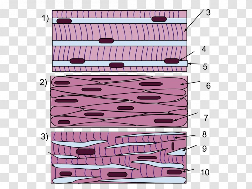 Smooth Muscle Tissue Skeletal - Muscles Transparent PNG
