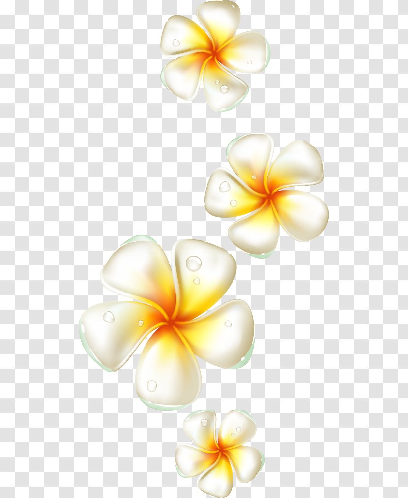 Flower Frangipani - Petal - Egg Elements Transparent PNG