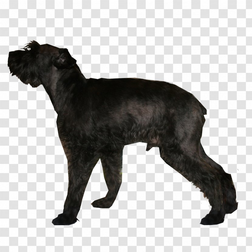 Giant Schnauzer Miniature Standard Dog Breed Pinscher - Mammal - German Transparent PNG