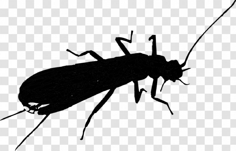 Insect Membrane - Blister Beetles - Darkling Transparent PNG