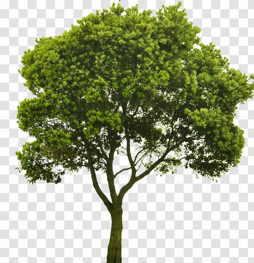 Choosing Small Trees American Sycamore Shrub - Oak - Tree Transparent PNG