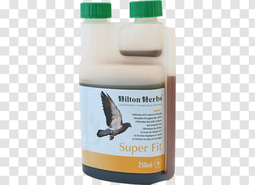 Columbidae Homing Pigeon Bird Racing Homer Dietary Supplement - Voyageur Transparent PNG