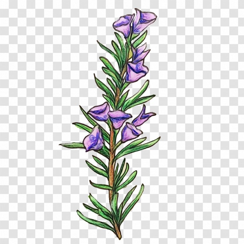 Watercolor Flower Background - Gentiana - Perennial Plant Bellflower Family Transparent PNG