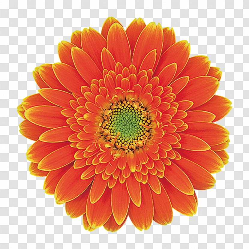 Transvaal Daisy Chrysanthemum Family Footage B-roll - Chrysanths Transparent PNG