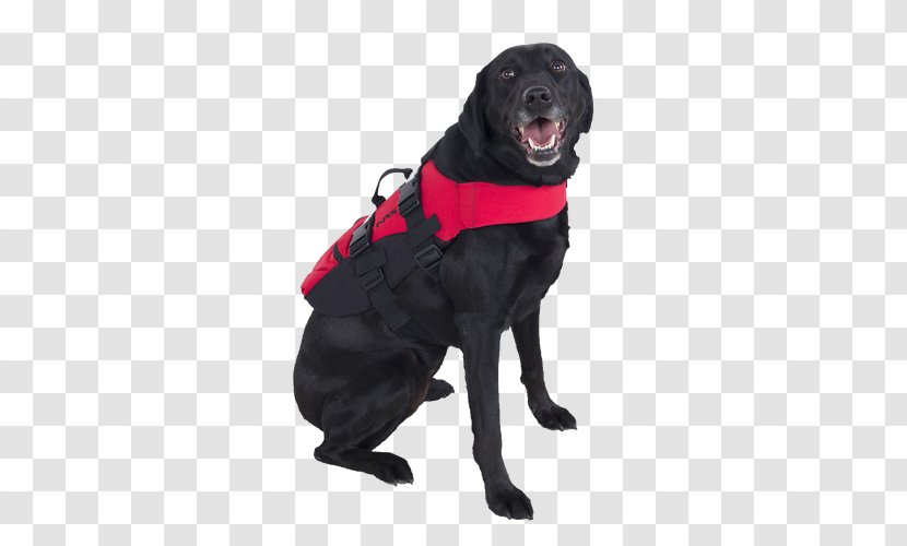 inflatable dog life jacket