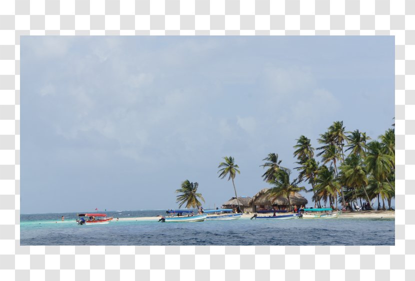 Caribbean Shore Cay Sea Beach - Tree Transparent PNG