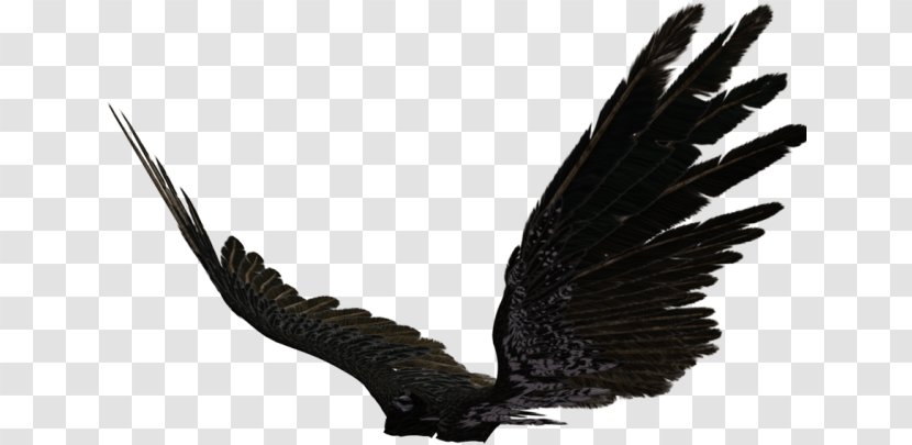 Eagle Drawing - Beak - Falconiformes Tail Transparent PNG