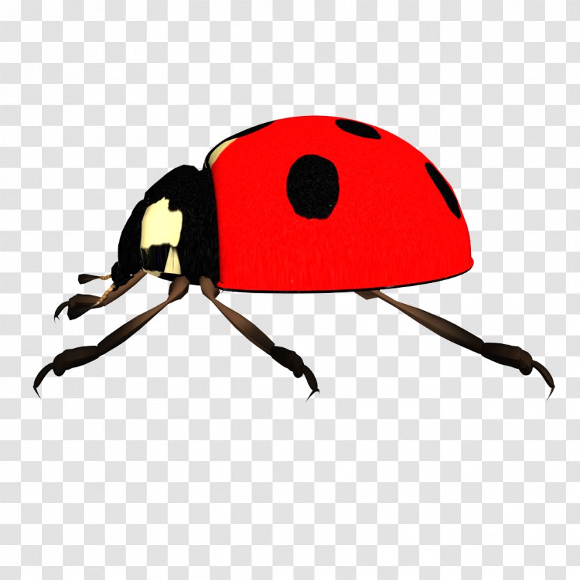 Ladybird Clip Art - Photography - Red Insects Transparent PNG
