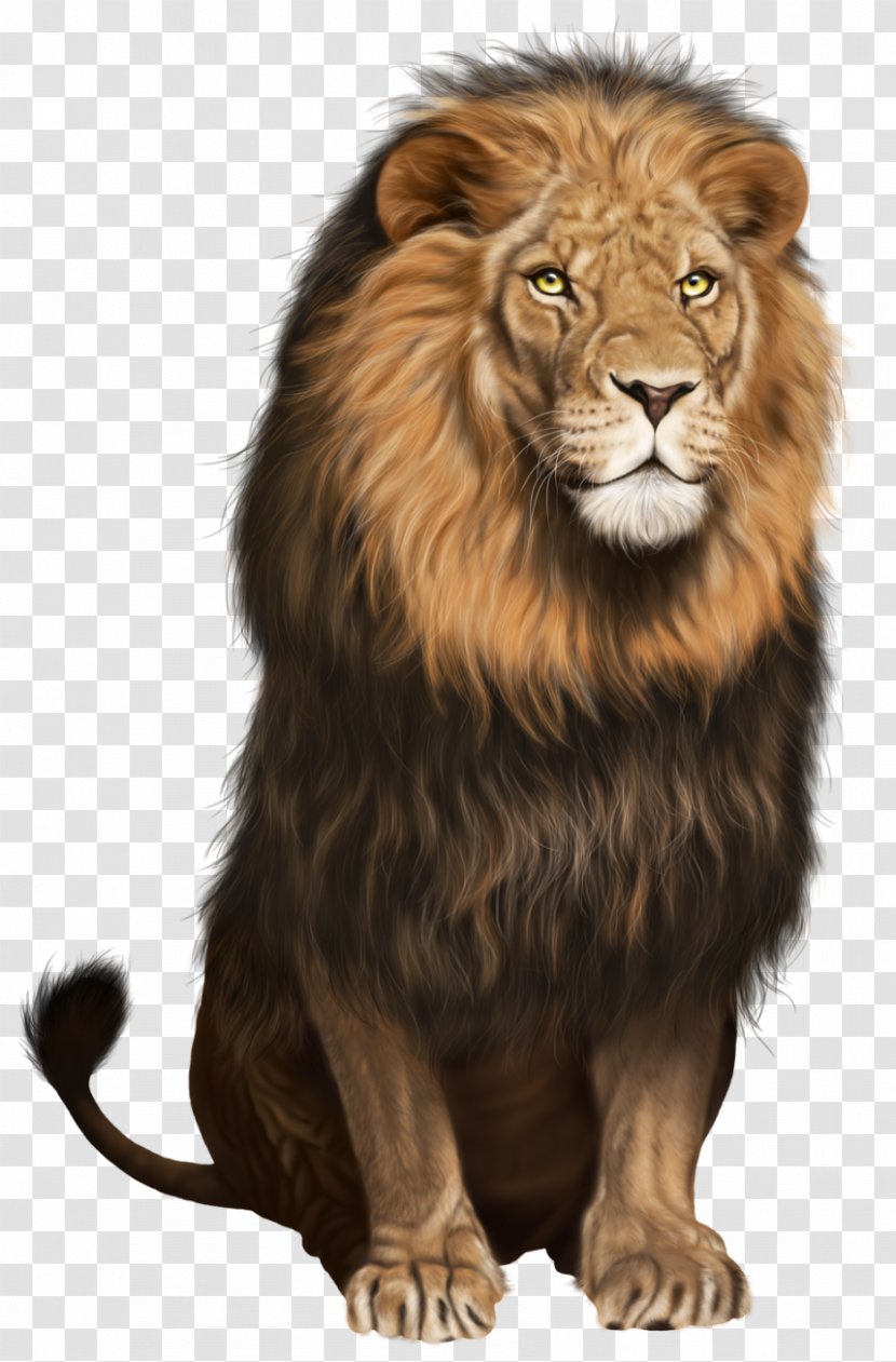 Lion Cat Clip Art - Carnivoran Transparent PNG