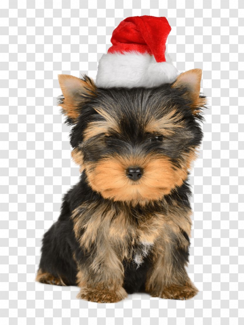 Yorkshire Terrier Puppy Santa Claus Christmas Card Transparent PNG