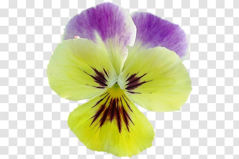 Pansy Violet Close-up Transparent PNG