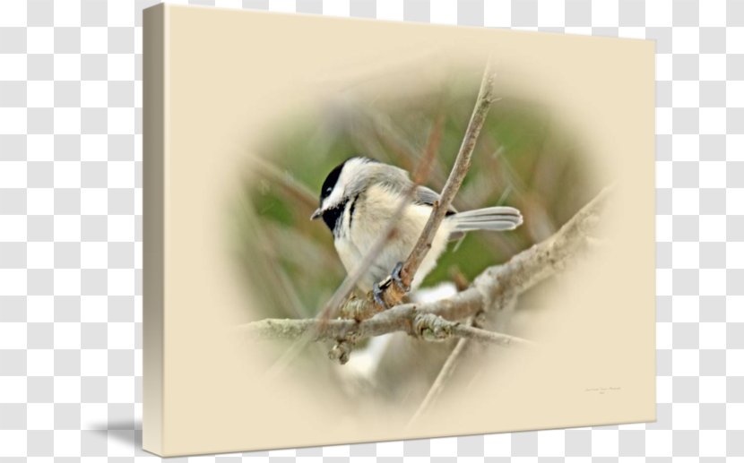 Finches Wren Insect Fauna Beak - Wing Transparent PNG