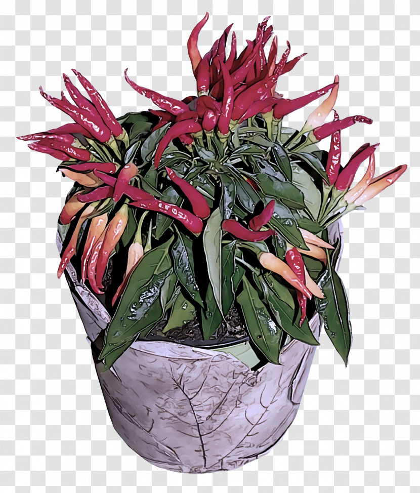 Cut Flowers Flowerpot Houseplant Peppers Bell Pepper Transparent PNG