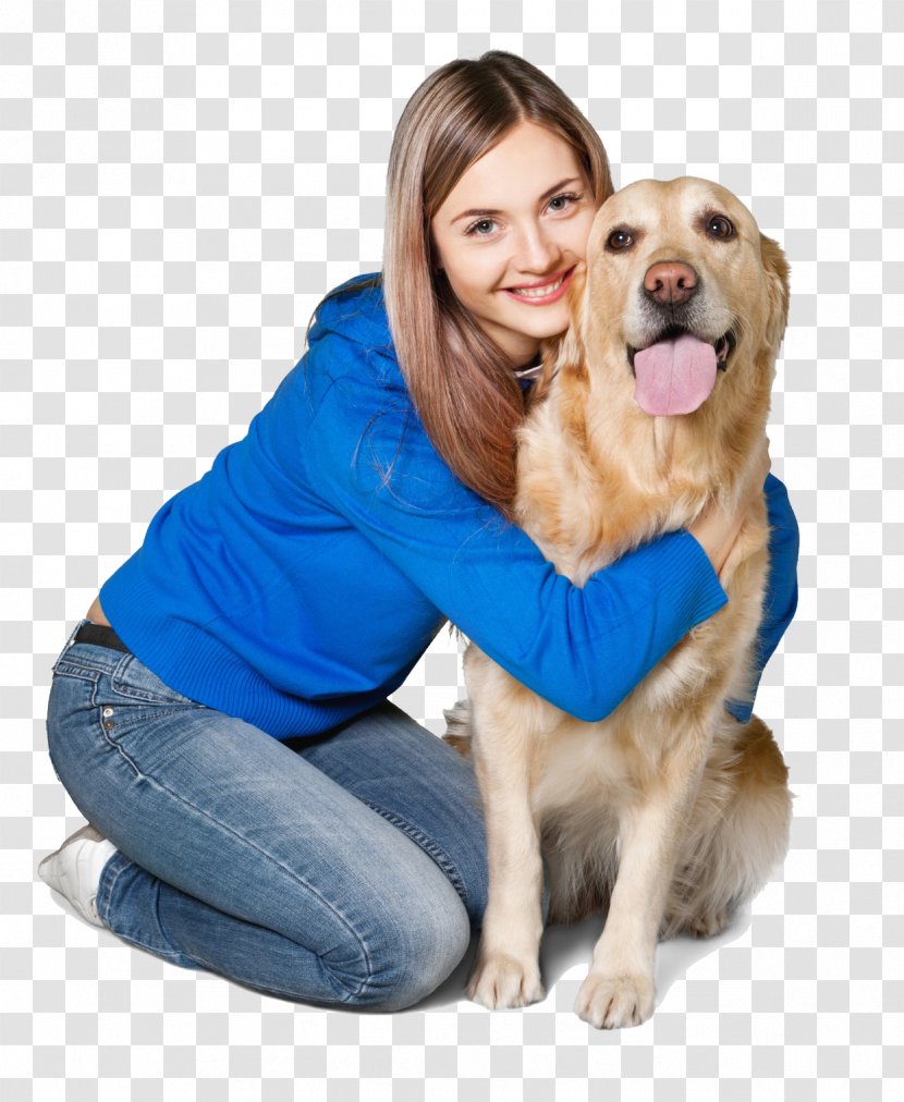 Golden Retriever Puppy Dog Breed Companion - Love Transparent PNG