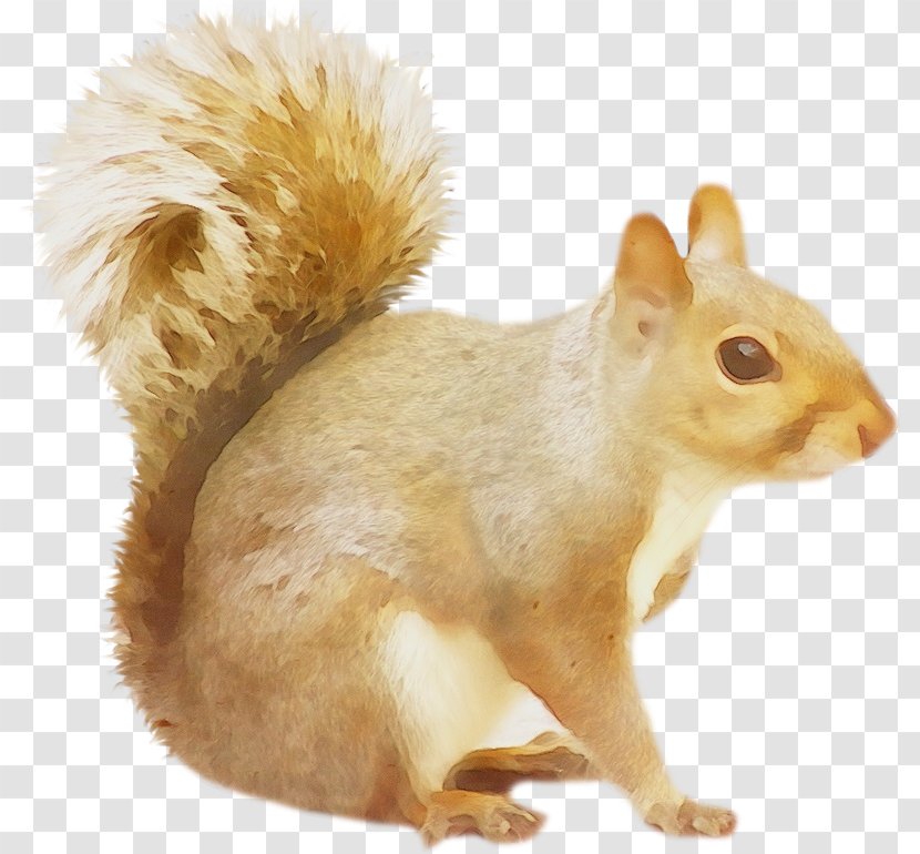 Squirrel Cartoon - Animal Figure - Eastern Chipmunk Transparent PNG