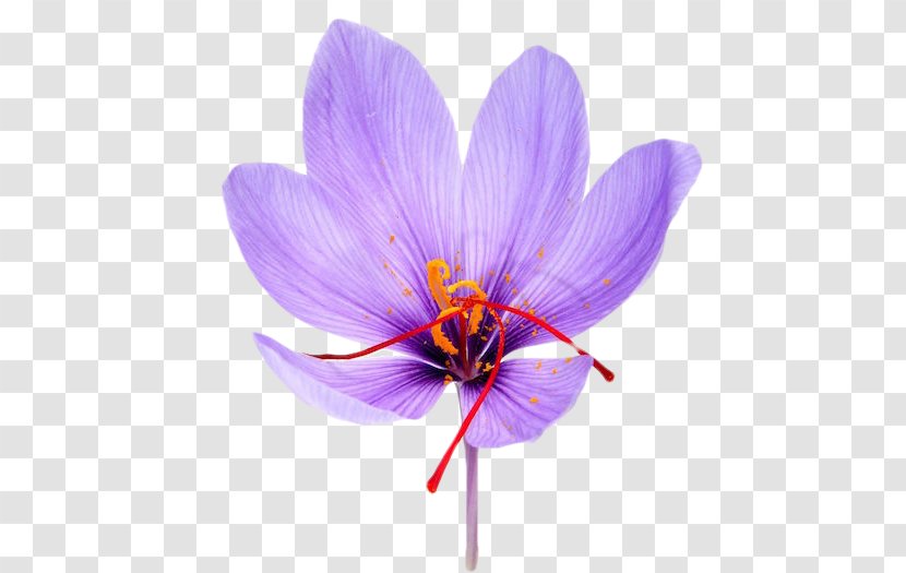 Saffron Iranian Cuisine Flower Spice Crocus - Violet Transparent PNG