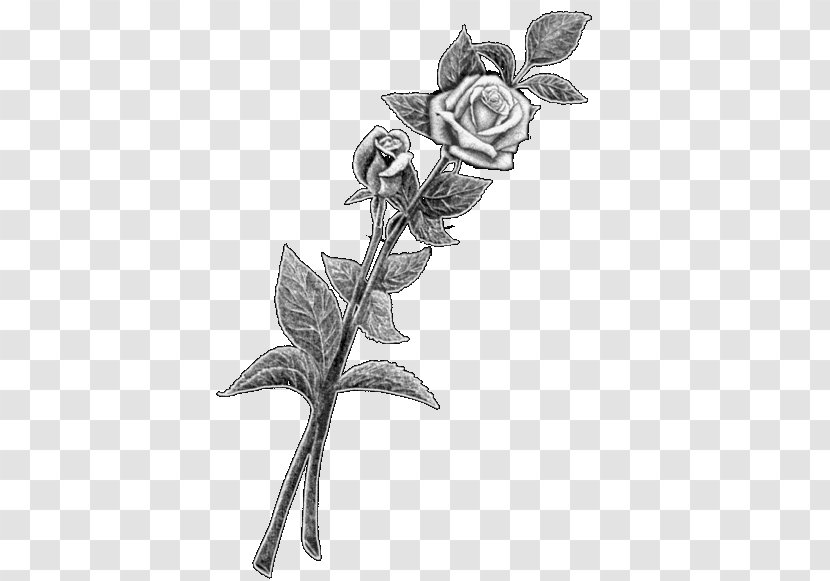 Rose Family Twig Plant Stem Leaf - Monochrome - Stone Bench Transparent PNG