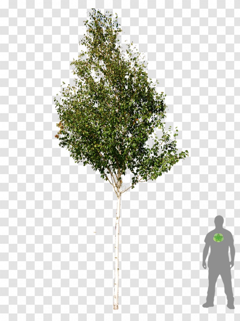 Tree Woody Plant Betula Utilis Silver Birch - Plan Transparent PNG