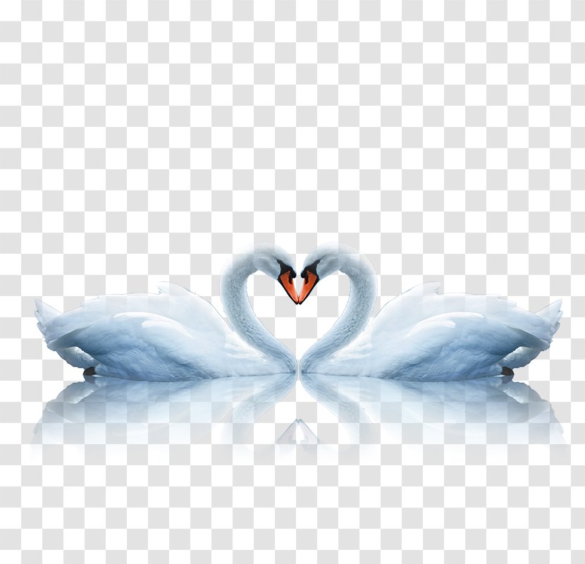 Swan Bird Euclidean Vector - Water Transparent PNG