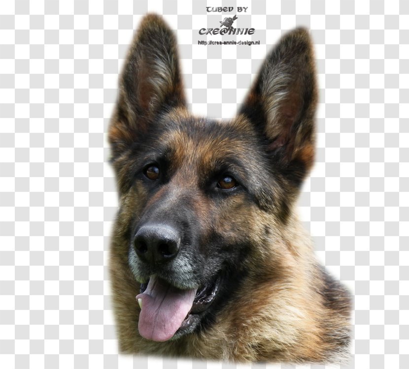 Old German Shepherd Dog King Shiloh East-European - Mammal - Dieren Transparent PNG