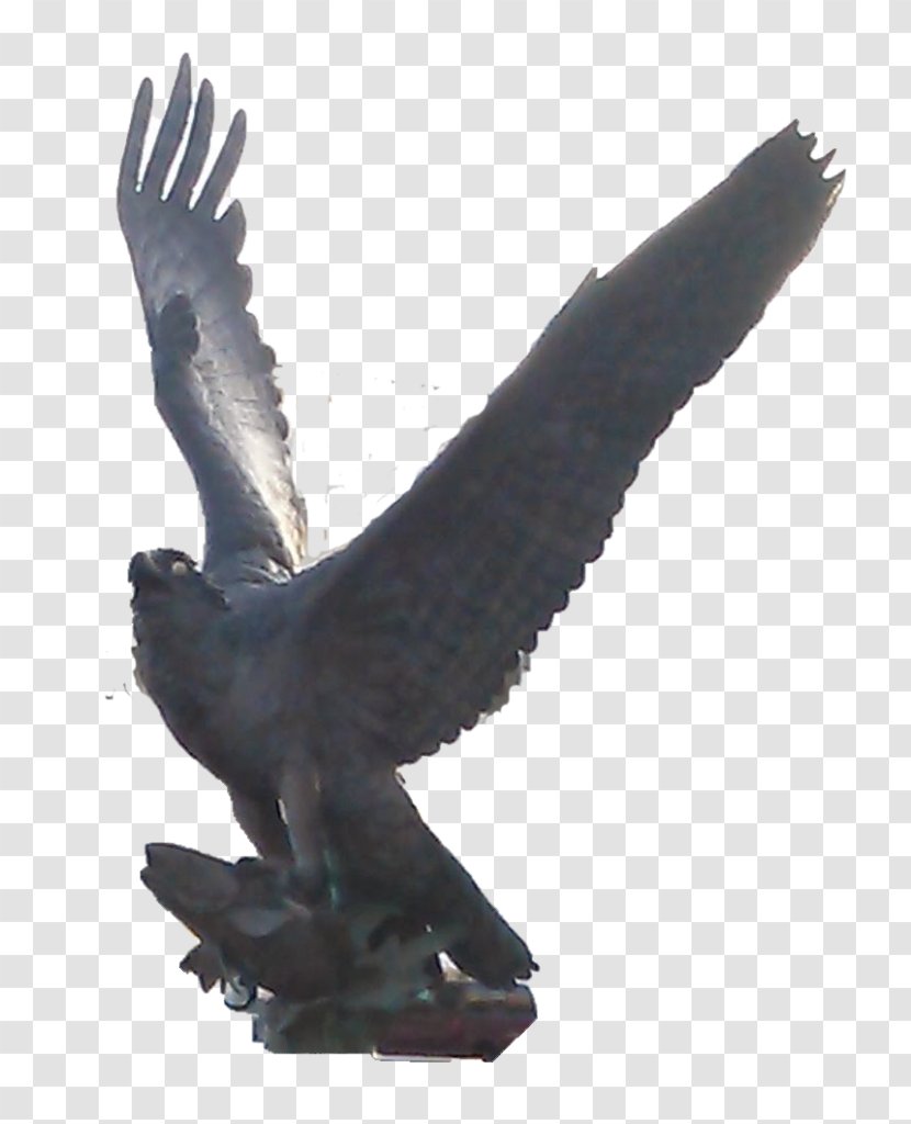 Eagle Common Buzzard Hawk Fauna Transparent PNG