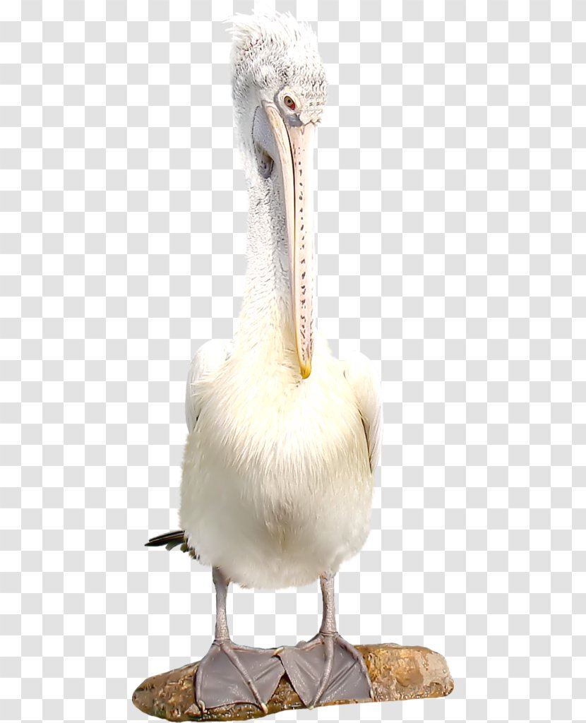 Bird Flamingos Parrot Clip Art - Hornbill Transparent PNG
