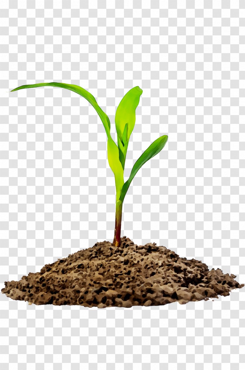 Agriculture Soil Transparency Image - Leaf Transparent PNG