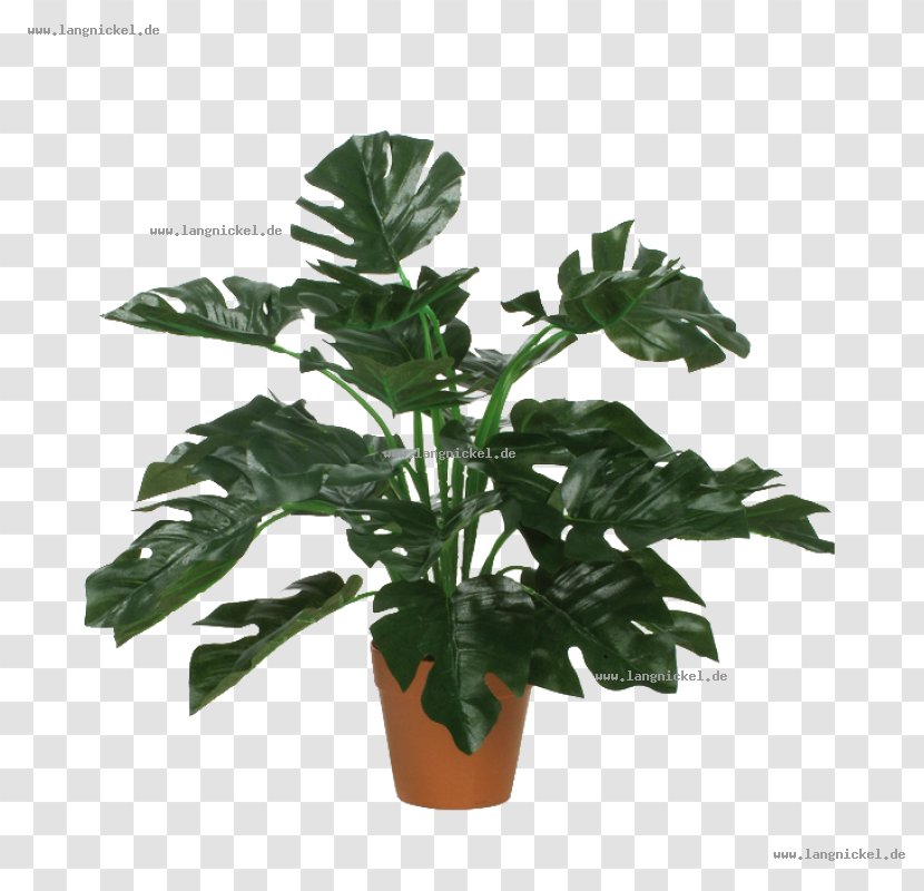 Houseplant Fuchsia Green Tree - Monstera Transparent PNG