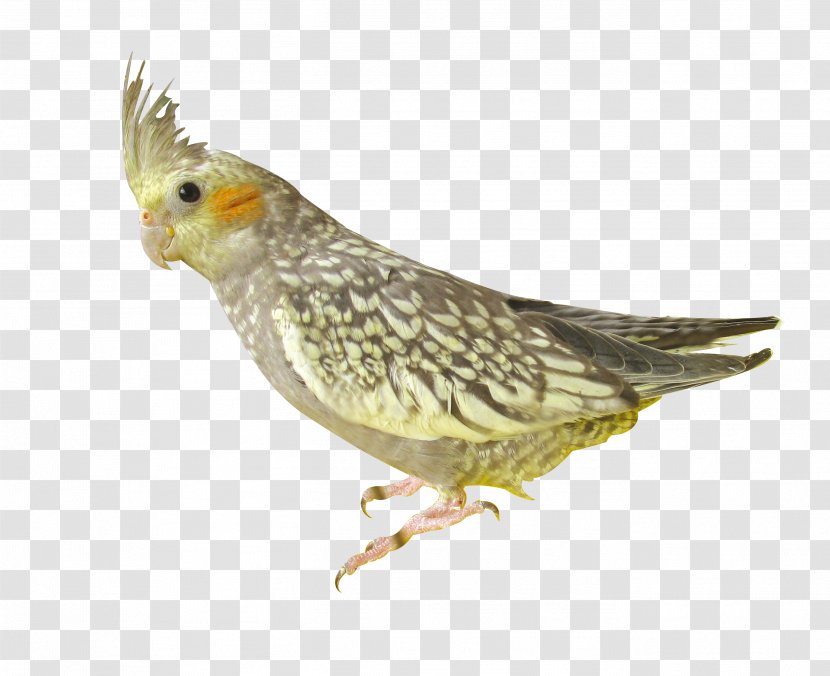 common pet birds
