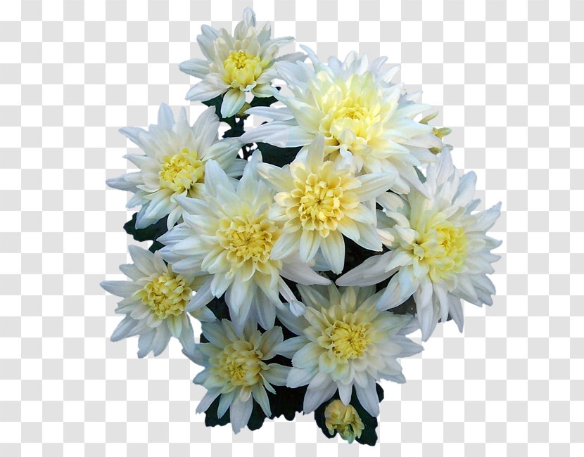 Flower Küzdés Az élet..: Válogatott Művei. Versek, Dráma, értekezések, Vegyes Feljegyzések, Levelek Chrysanthemum - Cut Flowers Transparent PNG