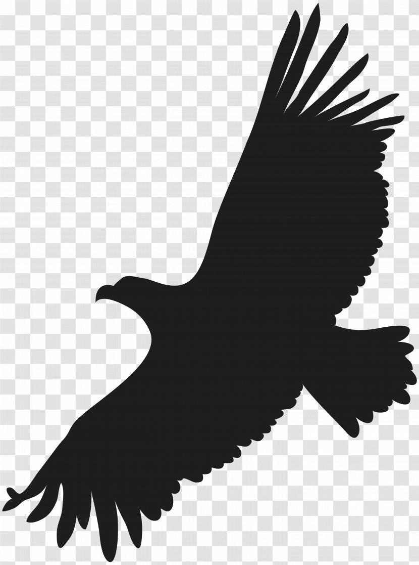 Bald Eagle Clip Art - Bird Of Prey - Gallery Transparent PNG