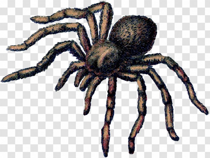 Tarantula Wolf Spider Insect Terrestrial Animal - Organism Transparent PNG