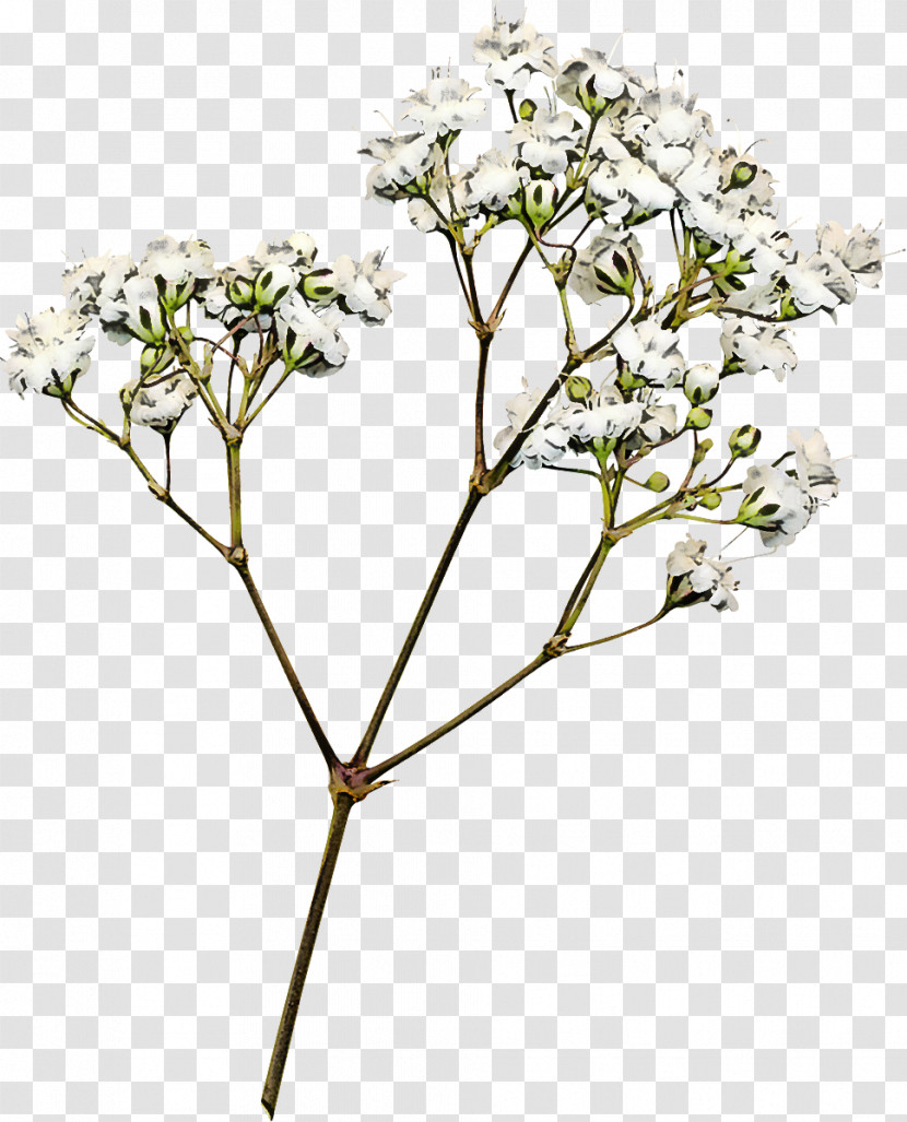Flower Plant Tree Cow Parsley Heracleum (plant) Transparent PNG
