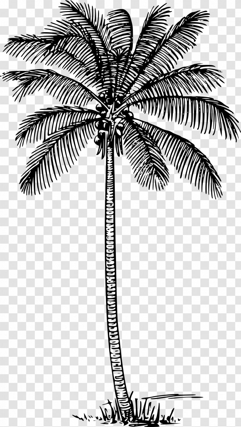 Arecaceae Tree Brahea Armata Clip Art - Coconut Leaves Material Transparent PNG