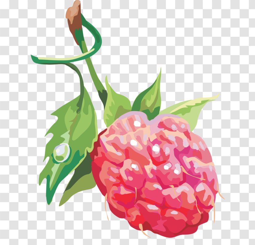Raspberry Clip Art Illustration Fruit - Marion Berry Josiane Balasko Transparent PNG