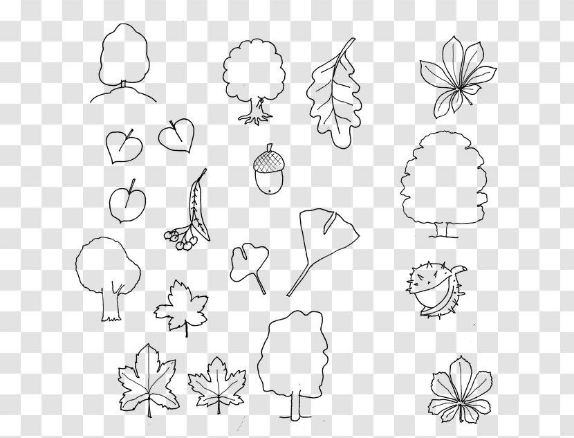 Drawing Tree Autumn Coloring Book Line Art - Head - Ginkgo Transparent PNG