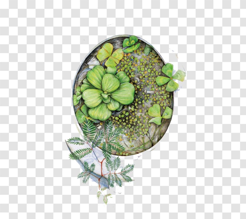 Paper Drawing Pencil Painting Plant - More Meat Potted Transparent PNG