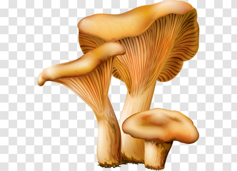 Les Champignons Edible Mushroom Oyster Fungus - Common Transparent PNG