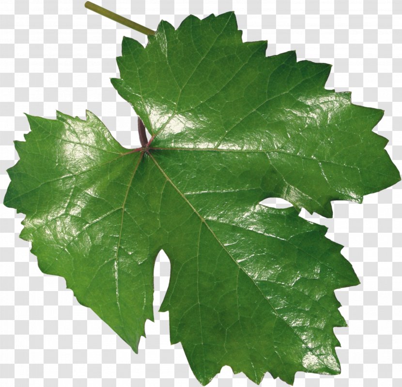 Common Grape Vine Leaf Leaves - Grapevines Transparent PNG