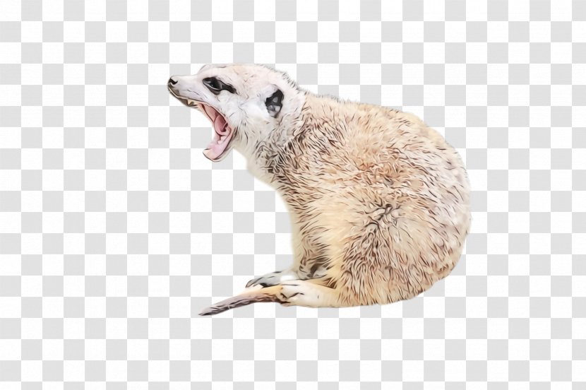 Meerkat Wildlife - Watercolor Transparent PNG