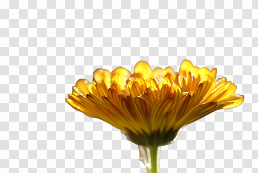 Flowers Background - Marigold - Perennial Plant Cut Transparent PNG
